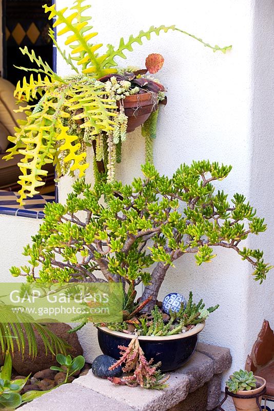 Crassula ovata 'Goblin' dans un pot au jardin de Jim Bishop. San Diego, Californie, USA. Août.