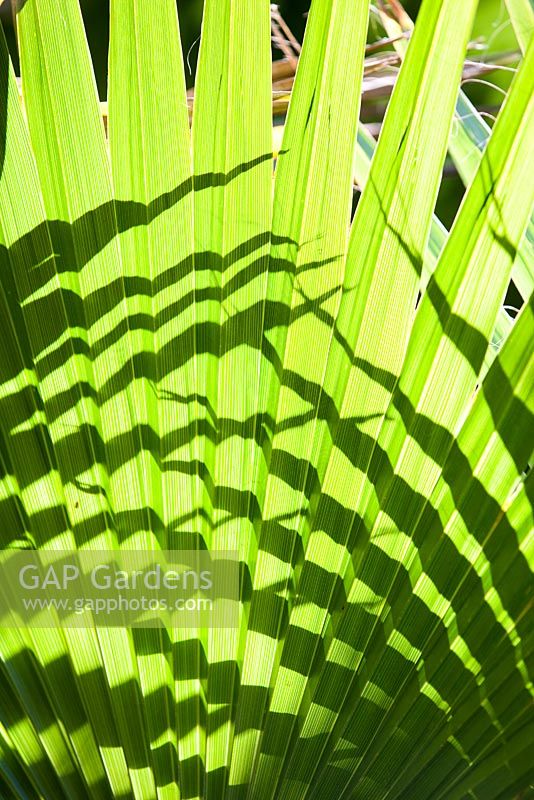 Washingtonia robusta frond, palmier mexicain. Jardin de Jim Bishop. San Diego, Californie, USA. Août.