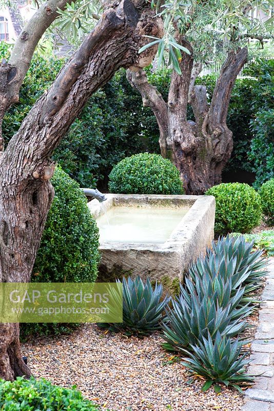 Cour pavée avec jardin de gravier contenant des boules de box topiaires et d'agave avec un plan d'eau et des oliviers matures.