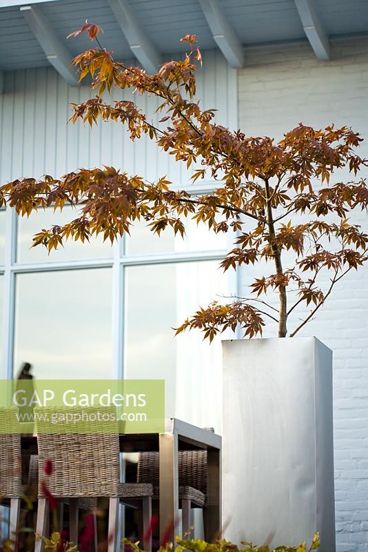 Acer palmatum en pot sur le patio. Jardin Van de Voorde. Desigh: Tom de Witte