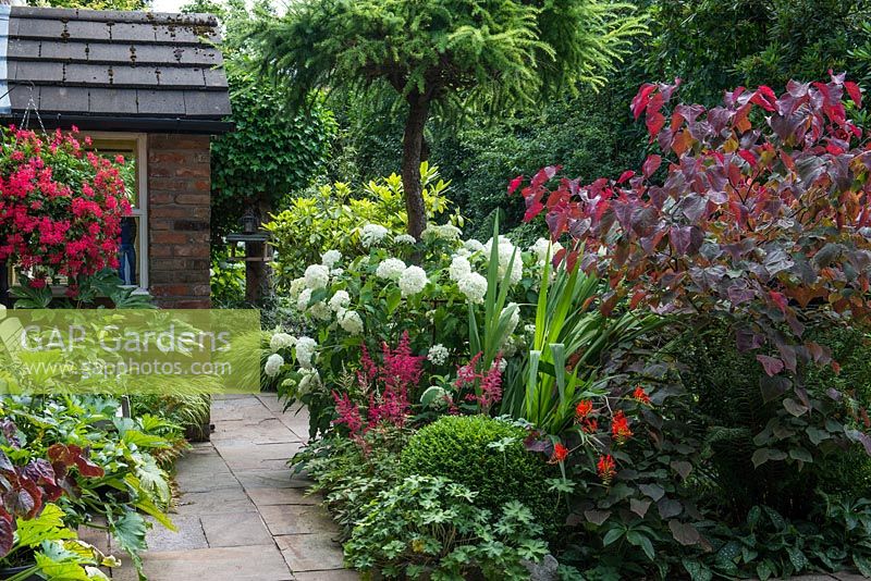 Le jardin de devant à Brooke Cottage avec Cercis canadencis 'Forest Pansy', Crocosmia 'Lucifer', Astilbe 'Fanal' et Hydrangea arborescens 'Annabelle '. Par la maison, les courgettes poussent dans des pots avec un grand panier suspendu de Pelargoniums.