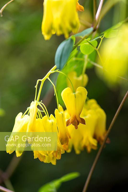 Dicentra scandens, une merveilleuse grimpeuse étouffée de fleurs dorées en forme de médaillon.
