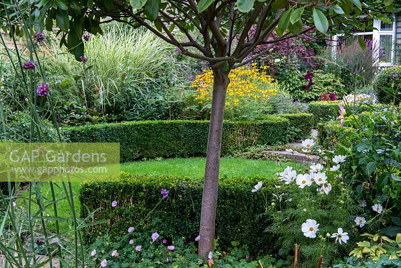 Une vue d'un jardin de banlieue en dessous d'un standard Photinia x fraseri. Le jardin a une structure circulaire créée par une boîte en forme et une pelouse de trèfle. Les plates-bandes profondes de plantation mixte comprennent le géranium, le cosmos, le Rudbeckia, la Salvia, la verveine et les graminées ornementales.
