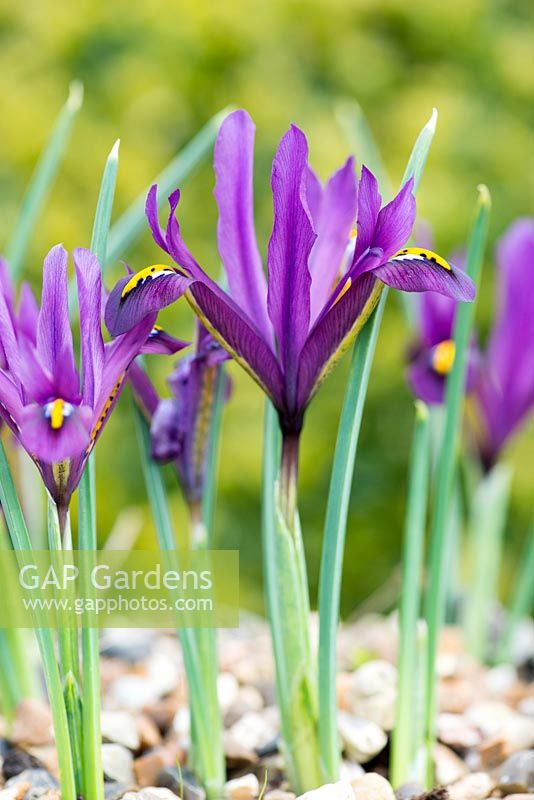 Iris reticulata 'JS Dijt', bulbe à fleurs d'hiver, en février