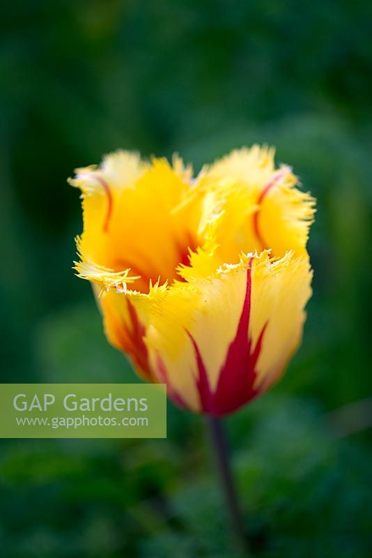Tulipa 'Flamenco', une tulipe frangée, fleurissant en avril.