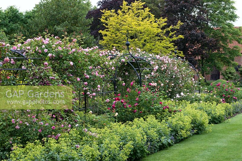 Un jardin de campagne avec pergola couverte de roses sur une passerelle avec parterre de fleurs ou alchémille et roses à côté.