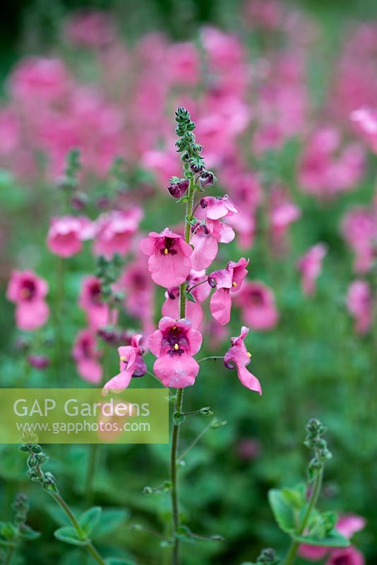 Diascia barberae 'Ruby Field', twinspur, annuelles ou vivaces semi-persistantes, juin.