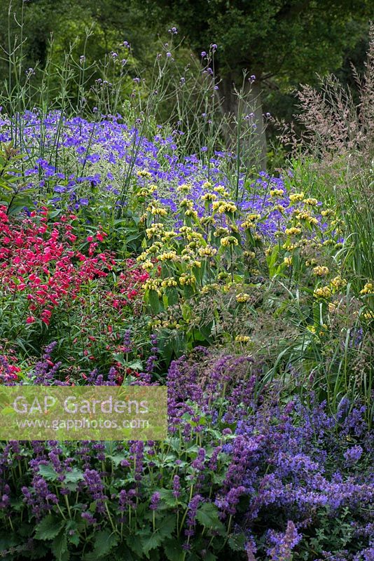 Parterre herbacé mixte planté de Salvia 'Purple Rain', Penstemon 'Garnet', Phlomis russeliana, Geranium 'Rozanne', Achemilla mollis, Verbena bonariensis et Molinia 'Karl Foerster '.