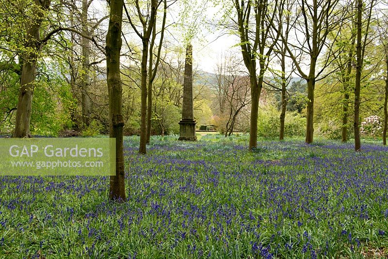 Le bois des jacinthes et l'obélisque de Millichope Park, un jardin paysager anglais datant du XVIIIe siècle.