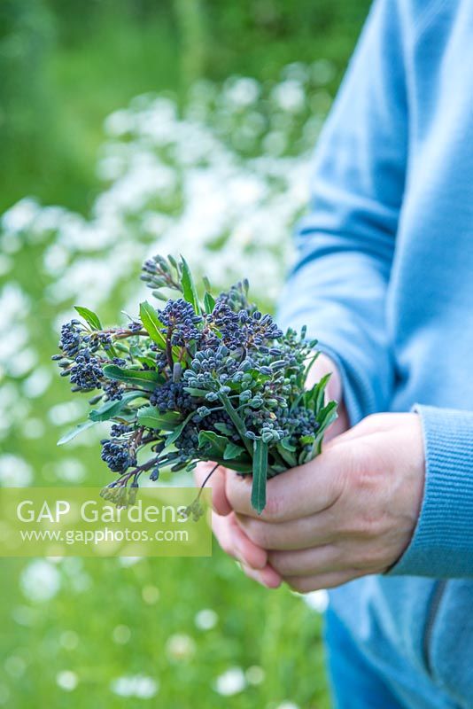 Récolte des pousses de brocoli à germes violets vers la fin de la saison en mai.