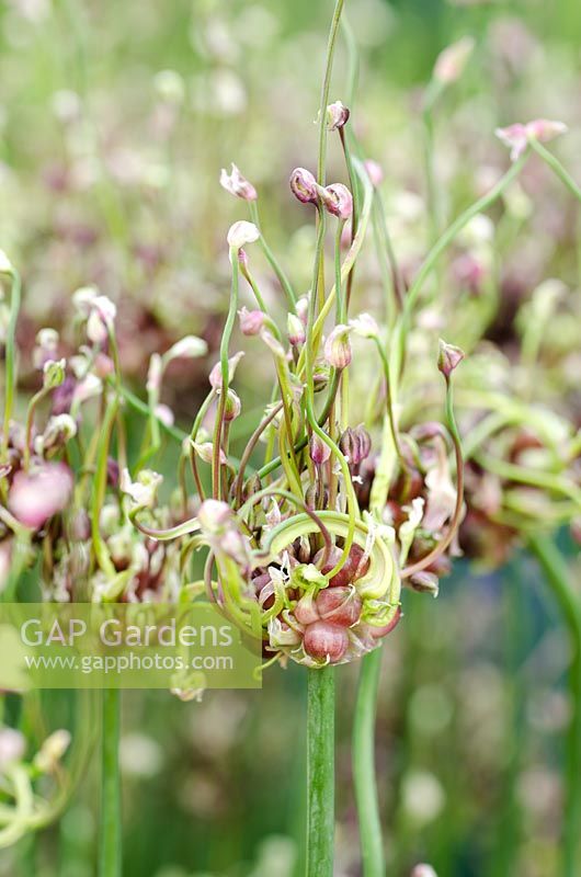 Allium scorodoprasum 'Art'