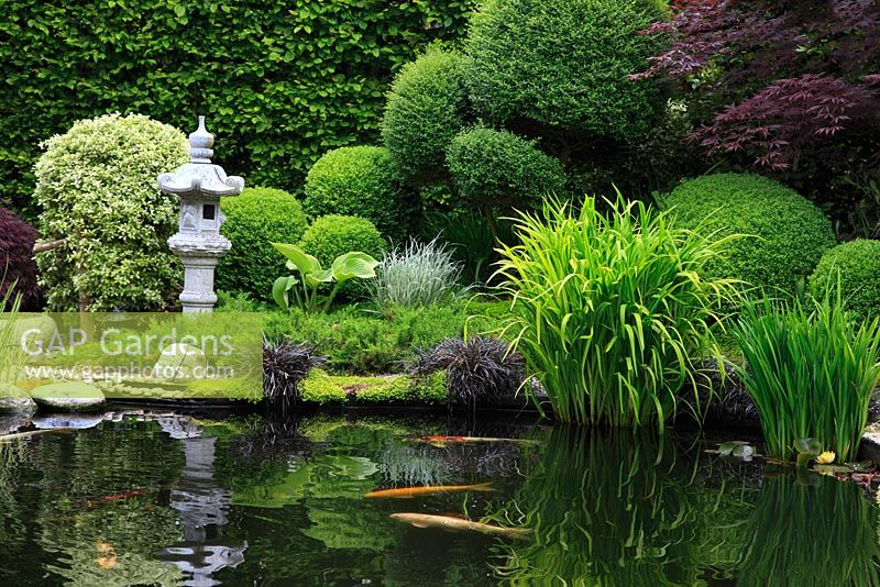 Jardin japonais à Apple Court, Hampshire, avec Ilex Crenata, Pittosporum tenuifolium 'Irene Patterson', Acer 'Senkaki' et Hakonechloa macra aureola - mai