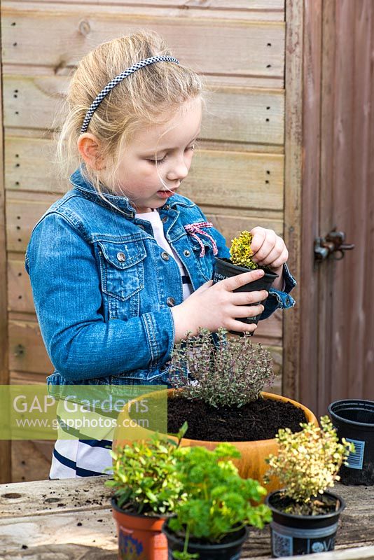 Enfant plantant du thym dans un bol en bois recyclé. Espacer uniformément les plantes pour laisser de la place.