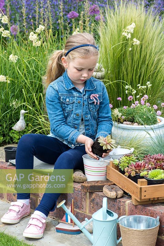 Un enfant plante des plantes succulentes echeveria dans des seaux métalliques.