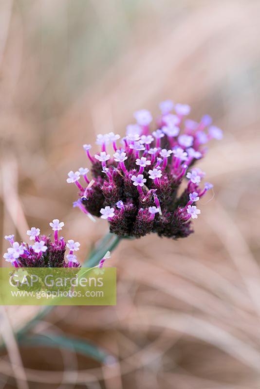Verbena bonariensis 'Lollipop', une forme naine de la vivace qui porte des fleurs violettes de l'été à l'hiver.