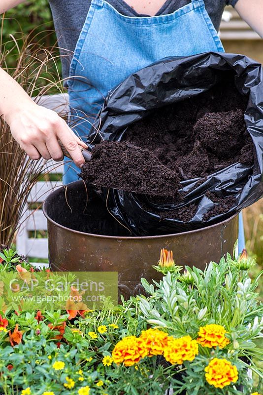 Planter un pot en cuivre avec des plantes de couleur chaude. Remplissez de terreau.