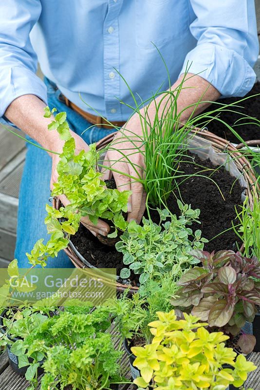 Planter un panier suspendu aux herbes étape par étape. Placez des herbes plus petites et traînantes telles que l'origan et la menthe indienne autour du bord.