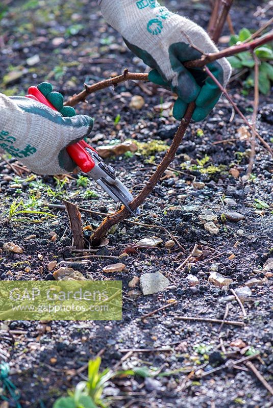 Framboise de fructification d'automne, 'Polka', jardinier coupant les cannes de framboise pour favoriser une nouvelle croissance pour la fructification.