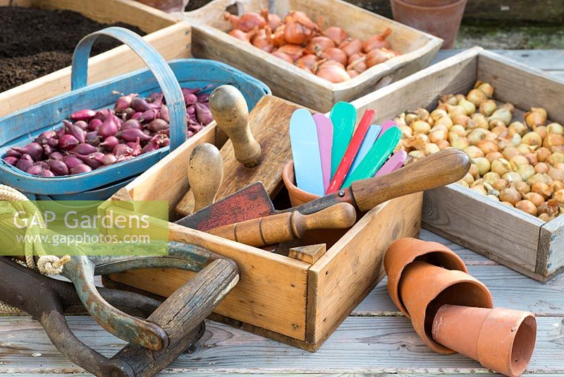 Scène de table de rempotage de printemps avec des plateaux d'échalotes et d'oignons, des outils à main, des étiquettes et d'autres articles de jardinage.