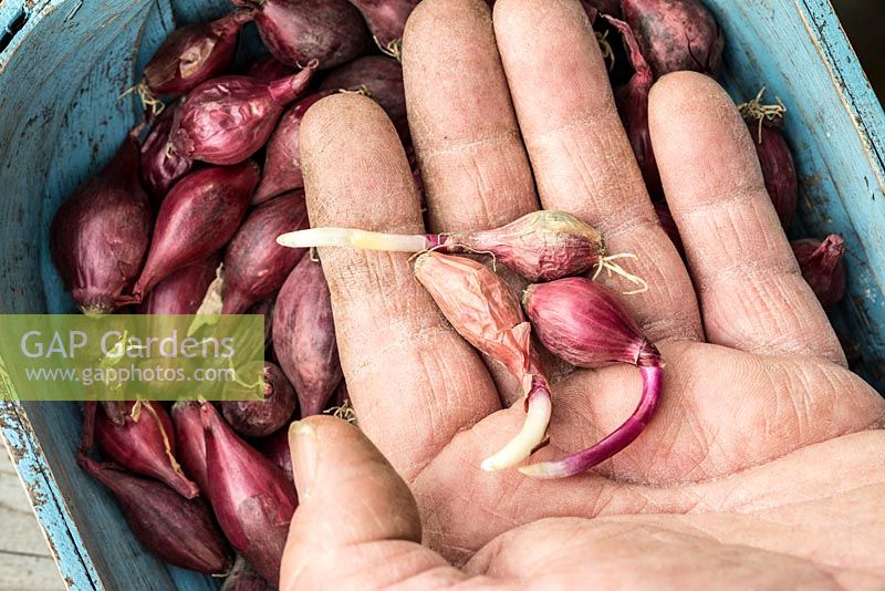 Main de jardinier montrant des ensembles d'oignons malades, endommagés et 'abattus' qui ne conviennent pas à la plantation.