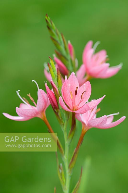 Schizostylis coccinea 'Fenland Daybreak', lys pourpre, vivace rhizomateuse, octobre.