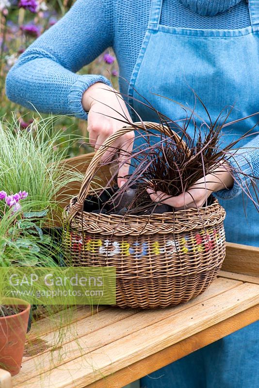 Planter un panier suspendu au début de l'automne. Plantez le panier, en commençant par de petites plantes traînantes près du bord et par les plus hautes au centre.