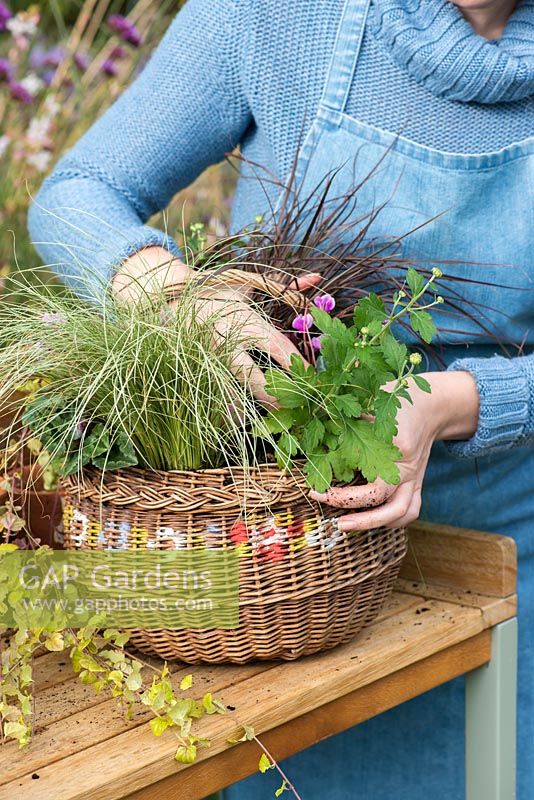Planter un panier suspendu au début de l'automne. Plantez le panier, en commençant par de petites plantes traînantes près du bord et placez les plus hautes au centre.