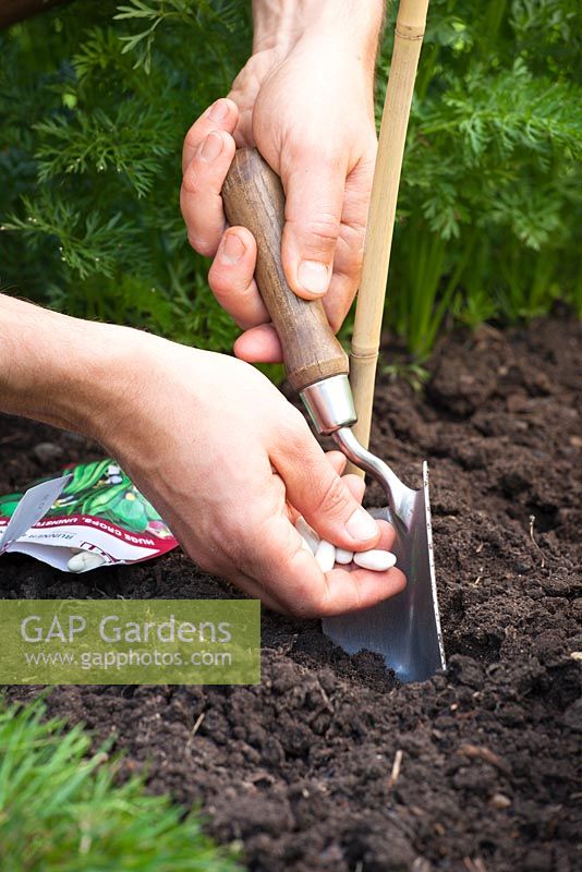 Semer les haricots verts directement dans le sol. Phaseolus coccineus