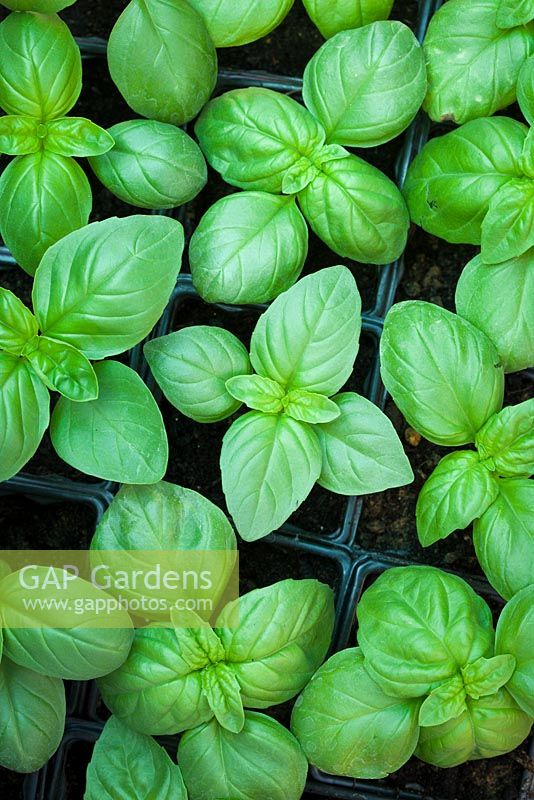 Jeunes plants de basilic 'Mammouth' poussant dans des pots en plastique. Ocimum basilicum. Basilic doux, basilic thaï