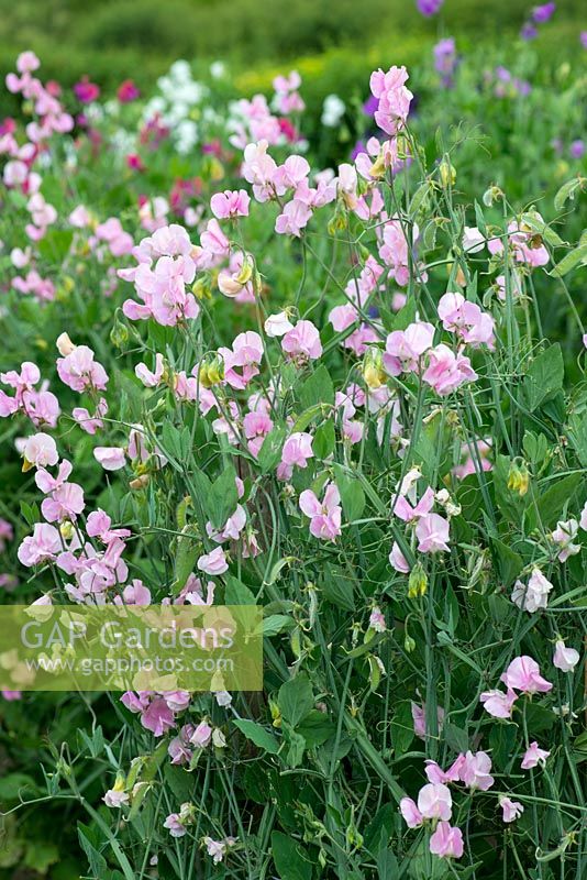 Lathyrus odoratus 'Prima Donna', un pois du patrimoine introduit en 1896, grimpant à la floraison annuelle à partir de juin