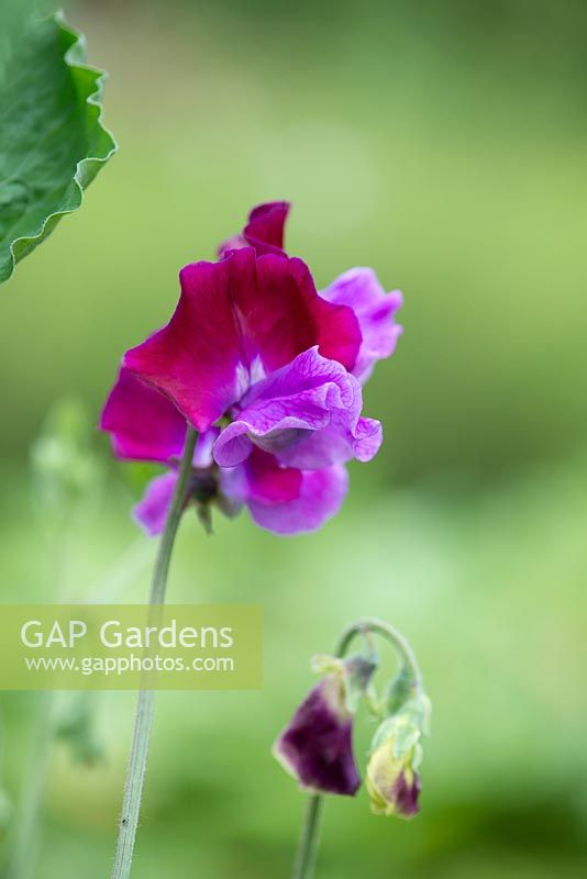 Lathyrus odoratus 'Purple Pimpernel', Spencer sweet pea, une floraison annuelle grimpante à partir de juin