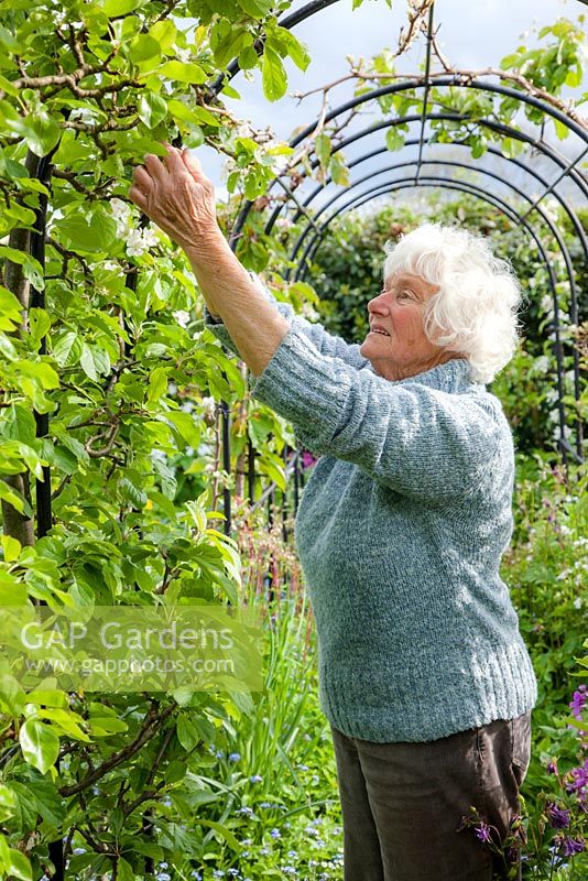 Shirley Gilbert ramasse les feuilles malades des pommes sur sa voûte fruitière. Sa vigilance constante maintient les arbres formés sains et productifs.