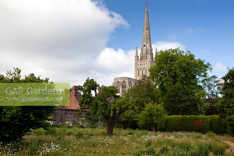 À travers le labyrinthe de fleurs sauvages dans le Pear Tree Garden jusqu'à la cathédrale voisine de Norwich. La poire est un 'Uvedale st Germain' vieux de 300 ans