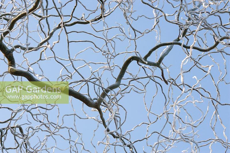 Salix babylonica var. pekinensis 'Tortuosa', saule tire-bouchon, branches de givre contre le ciel bleu