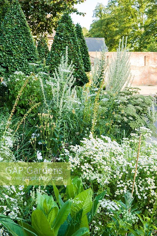 Charme standard coupé parmi les vivaces herbacées à fleurs blanches autour des dépendances. Bury Court Barn, Bentley, Hants, Royaume-Uni