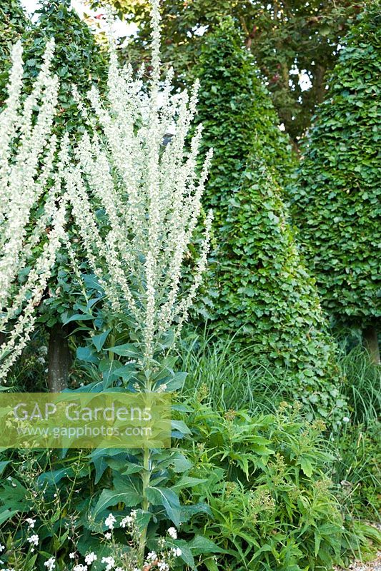 Charme standard coupé parmi les vivaces herbacées à fleurs blanches autour des dépendances. Bury Court Barn, Bentley, Hants, Royaume-Uni