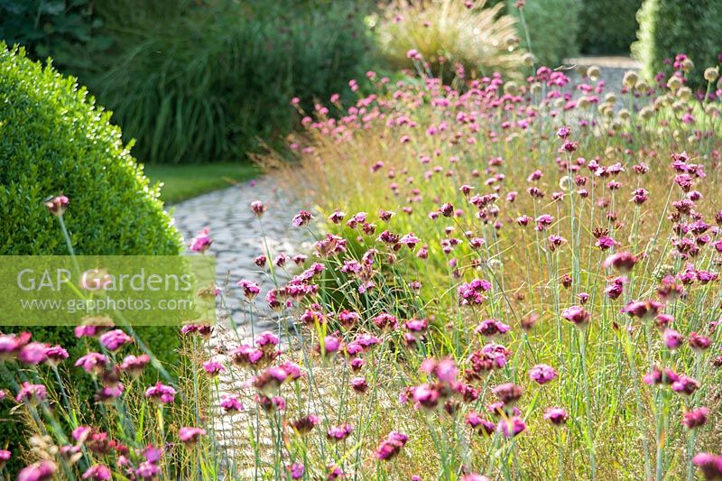 Le Courtyard Garden conçu par Piet Oudolf et John Coke présente un dôme de boîte tondue entouré d'un parterre d'herbes mélangé avec du Dianthus carthusianorum rose. Bury Court Barn, Bentley, Hants, Royaume-Uni