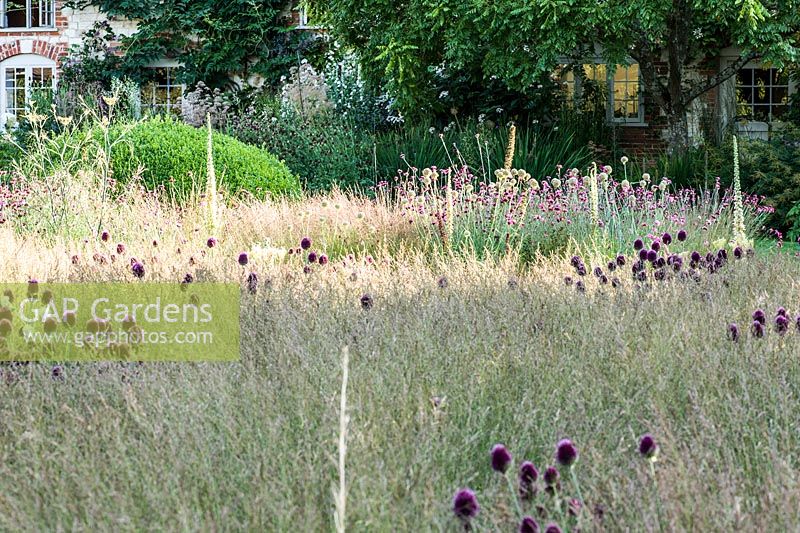 Le Courtyard Garden conçu par Piet Oudolf et John Coke présente de vastes zones d'herbes basses qui imitent les prairies environnantes, ici parsemées de têtes cramoisies profondes d'Allium sphaerocephalon. Bury Court Barn, Bentley, Hants, Royaume-Uni