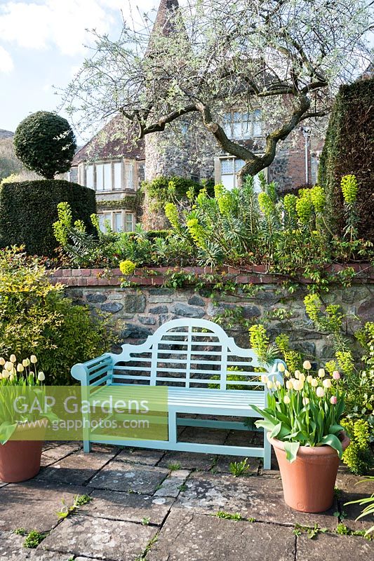 Terrasse inférieure avec banc encadré par des pots de tulipe 'Ivory Floradale' et des euphorbes vert lime. Little Malvern Court, Worcestershire, Royaume-Uni