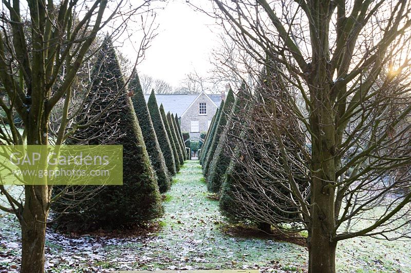 Des pyramides d'ifs coupées marquent l'axe central du jardin menant vers la maison.