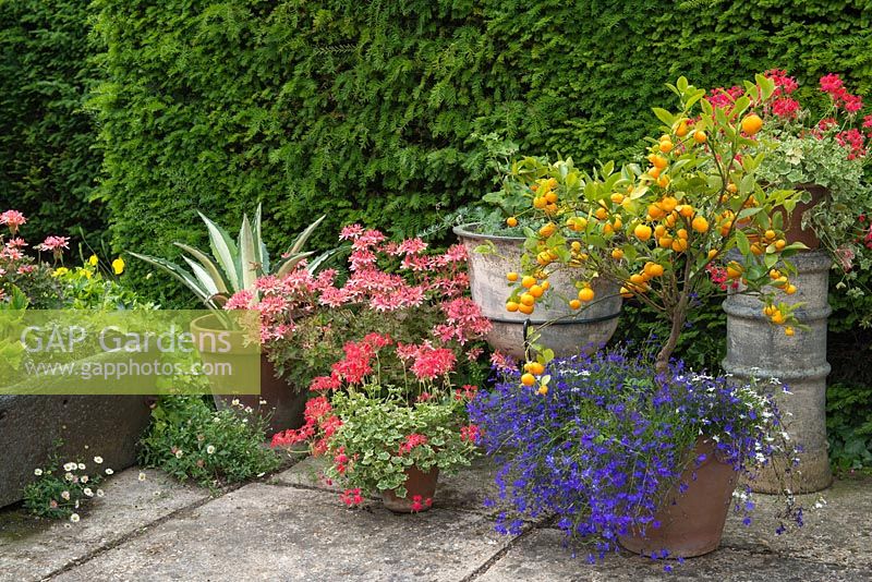 Présentoir en pot sur terrasse avec x Citrofortunella microcarpa, lobelia, pelargoniums et Agave.