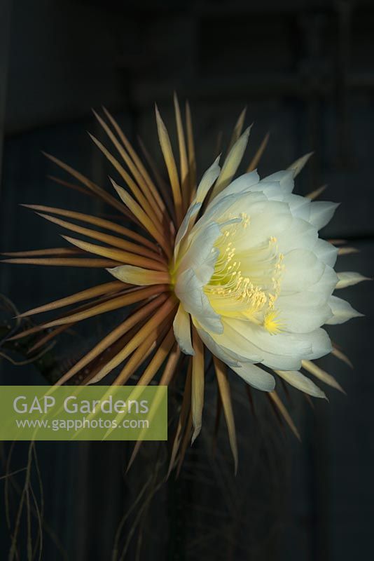 Selenicereus grandiflorus. Reine du cactus de nuit. Fleur complètement ouverte après la tombée de la nuit. La fleur ne dure qu'une nuit.