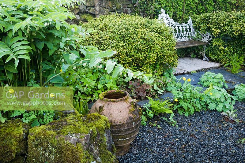 Siège à la fin du 'meilleur' jardin à l'avant de la maison, la zone la plus formelle du jardin, encadrée par Sarcococca hookeriana var. digyna, Phoque de Salomon, pulmonaria et coquelicots auto-ensemencés et Alchemilla mollis. Windy Hall, Windermere, Cumbria, Royaume-Uni