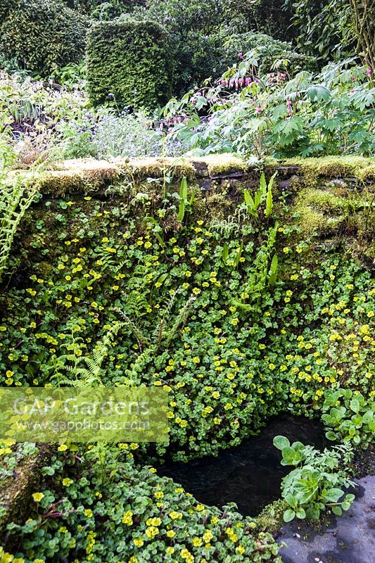 Ancienne source dans le jardin de devant encadrée par un muret colonisé par Chrysosplenium alternifolium et fougères. Windy Hall, Windermere, Cumbria, Royaume-Uni