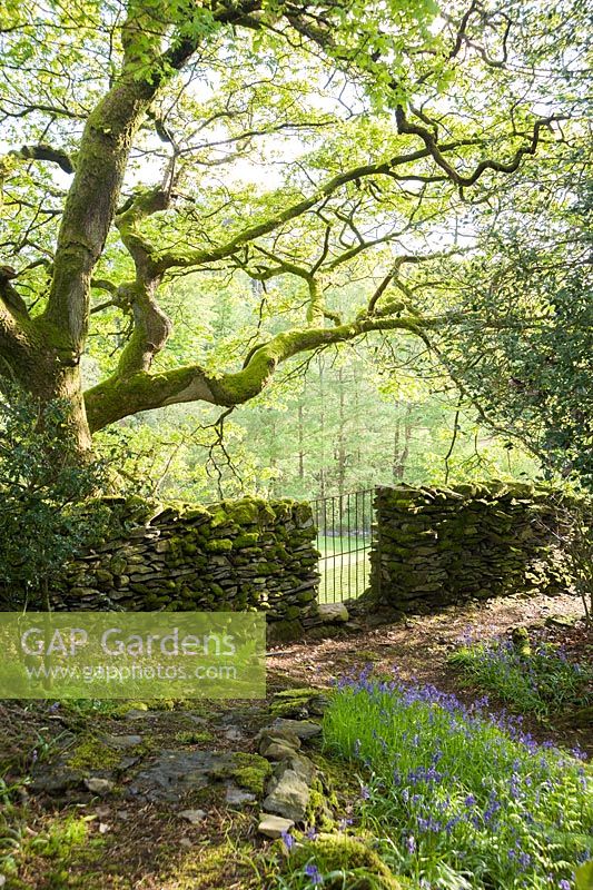 Mur de pierres sèches qui s'étend entre le jardin boisé et le terrain attenant avec du chêne et des jacinthes. Windy Hall, Windermere, Cumbria, Royaume-Uni