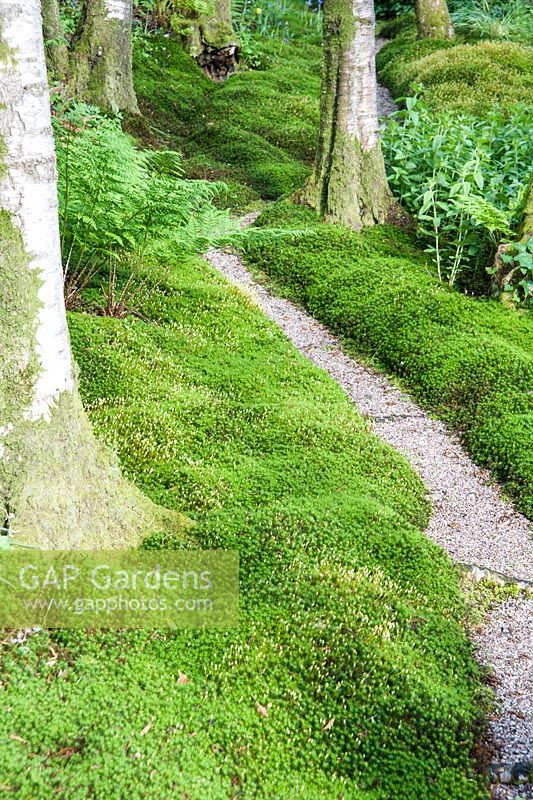 Chemin de mousse bordé de monticules de Polytrichum formosum. Windy Hall, Windermere, Cumbria, Royaume-Uni
