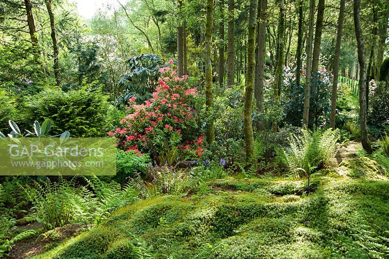 Jardin boisé plein de rhododendrons, pieris, camélias et azalées qui apprécient le sol acide de la région. Windy Hall, Windermere, Cumbria, Royaume-Uni
