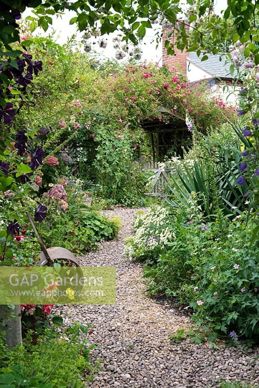 Un chemin à travers un jardin de cottage avec des parterres de fleurs mixtes et des arches couvertes de rosiers grimpants et de clématites. Au premier plan Rosa 'Belvedere' et Clematis 'Etoile Violette '.