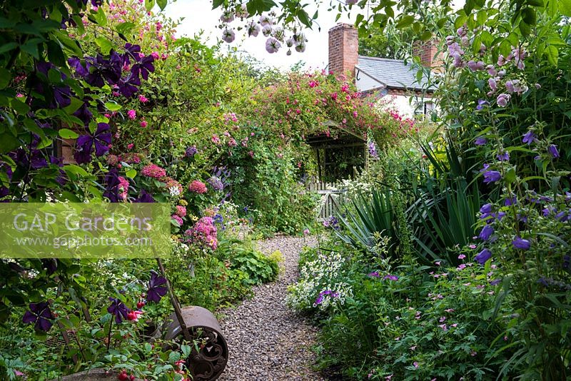Un chemin à travers un jardin de cottage avec des parterres de fleurs mixtes et des arches couvertes de rosiers grimpants et de clématites. Au premier plan, sur arcade, Rosa 'Belvedere' et Clematis 'Etoile Violette '.