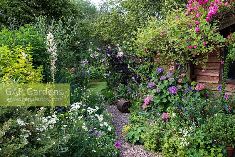 Un jardin de cottage avec Rosa 'Dorothy Perkins' à droite, plantée d'hortensia, de géranium rustique, d'alchémille, de grande camomille et de véronique. Au fond, Rosa 'Belvedere' et Clematis 'Etoile Violette' se précipitent sur une arche rustique.